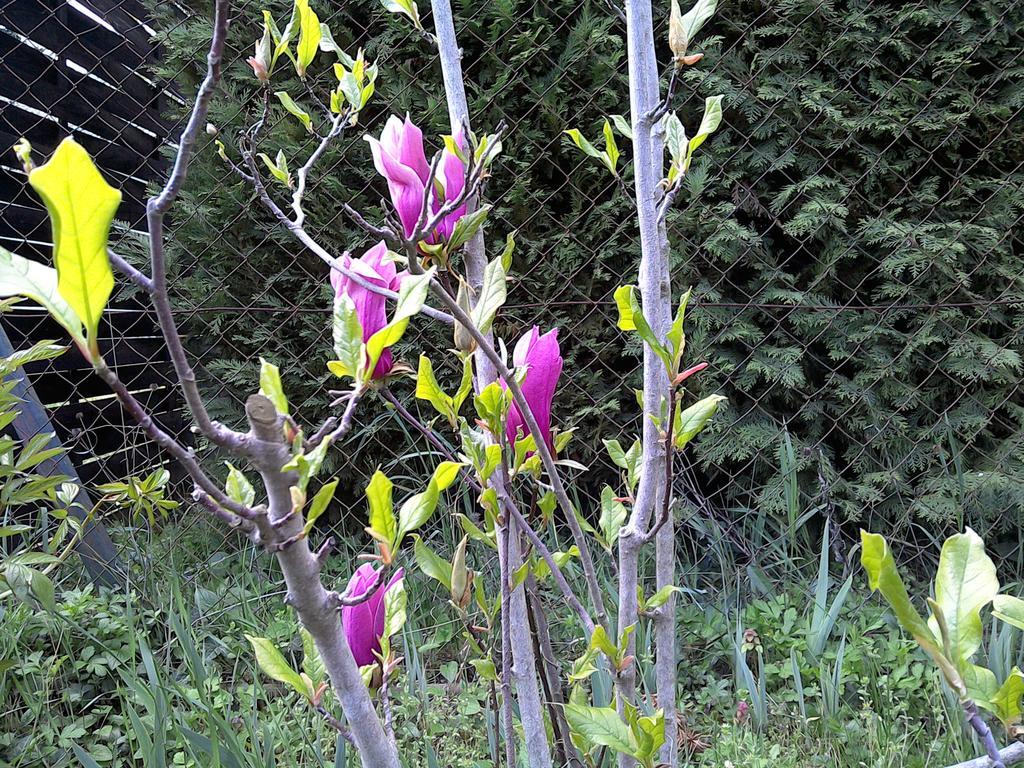 Akacfa Hortenzia Apartman Zalakaros Buitenkant foto